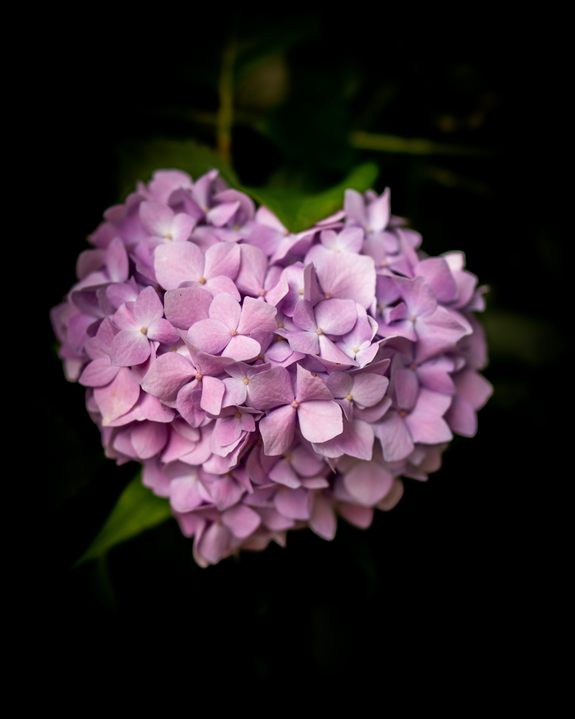 家の紫陽花が♡な件