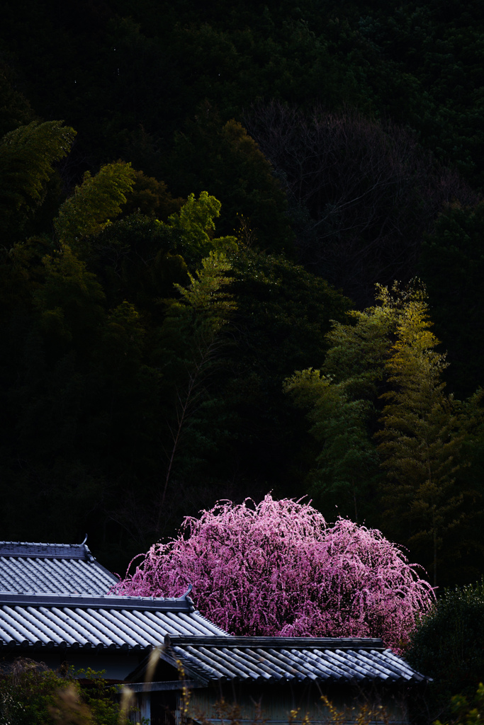 春きたりなば