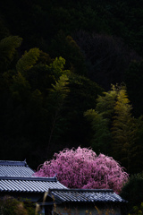 春きたりなば