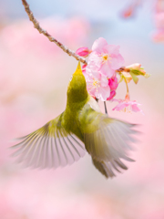 春を舞う