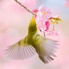 春を舞う