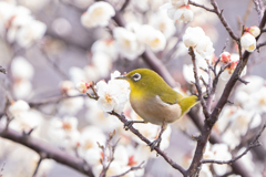 ウメジローの季節到来