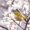 ウメジローの季節到来