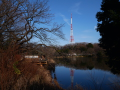 公園から見える電波塔