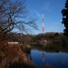 公園から見える電波塔