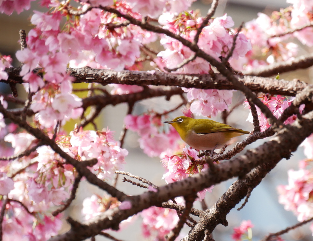 メジロと河津桜