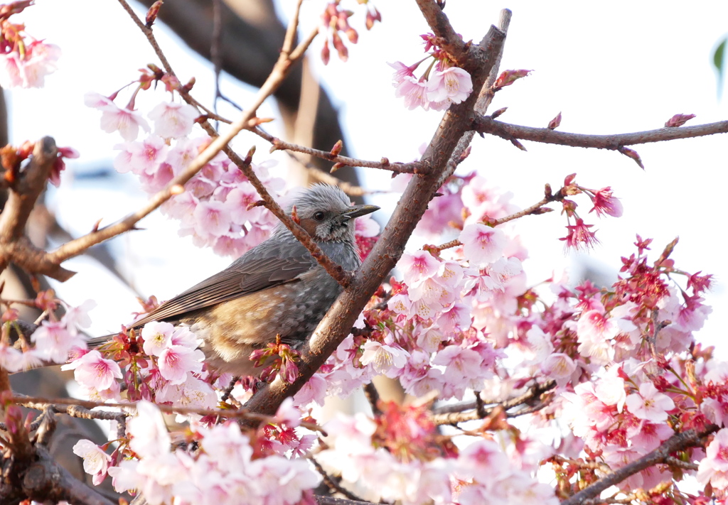 ヒヨドリと桜2