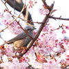 ヒヨドリと桜2