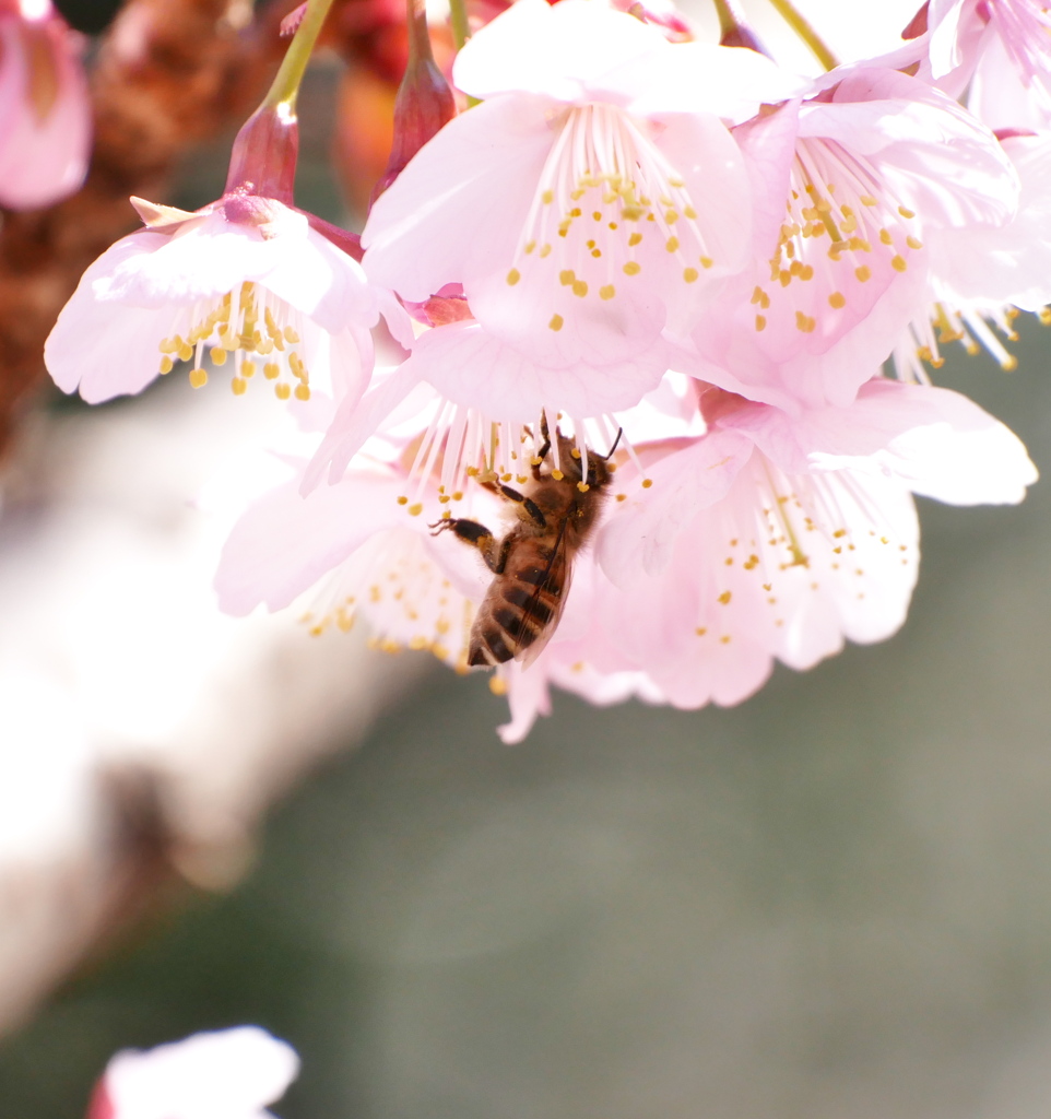 桜の蜜を集めるミツバチくん