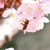 桜の蜜を集めるミツバチくん