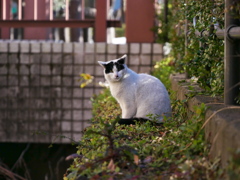 散歩の途中