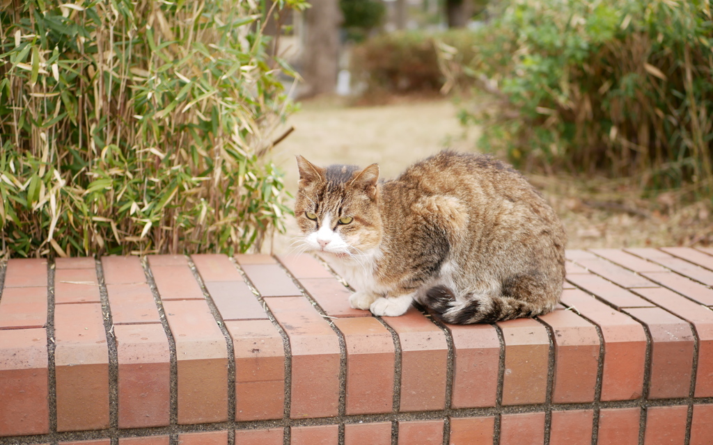 しょうがねぇな～撮らせてやるよ