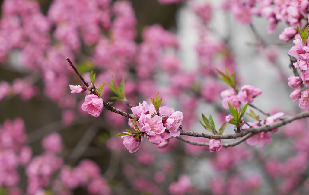 ピンクの花桃2