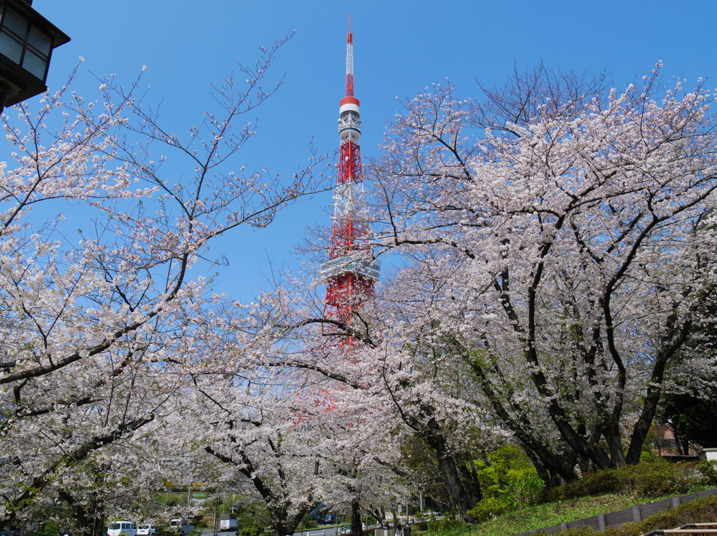 東京タワーと桜