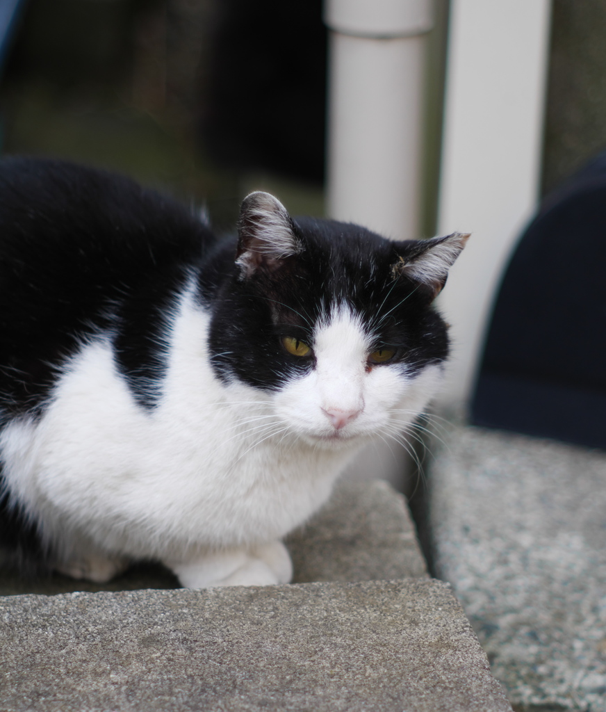 外飼いの猫