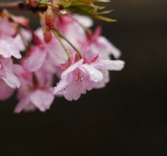 雨上がり-桜