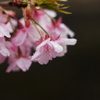 雨上がり-桜