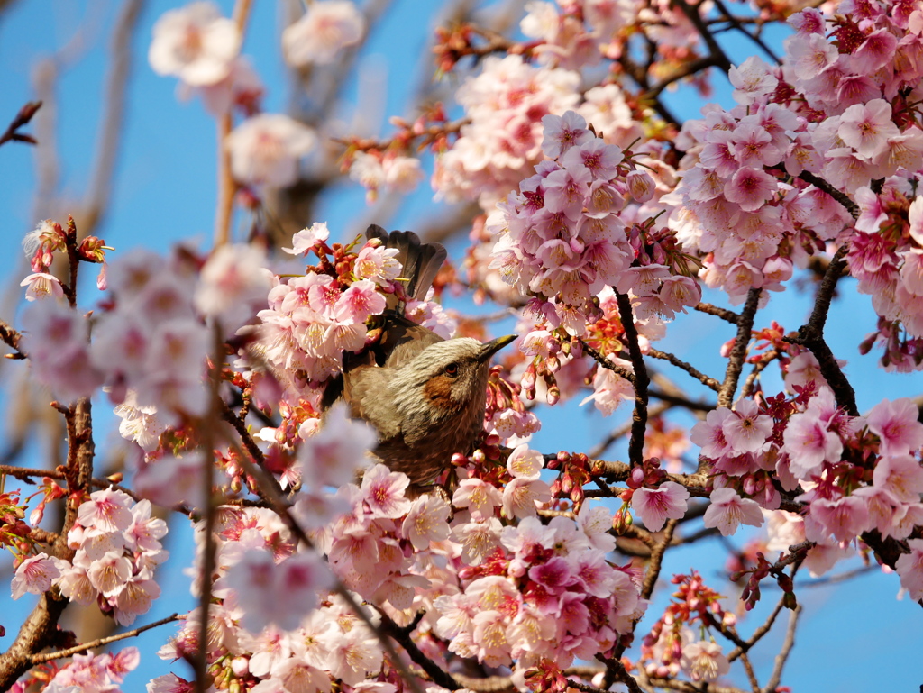 ヒヨドリと桜1