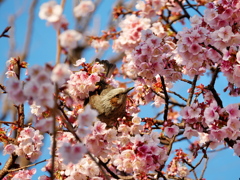 ヒヨドリと桜1