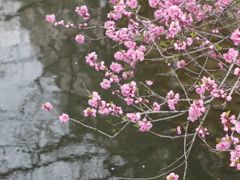 ピンクの花桃