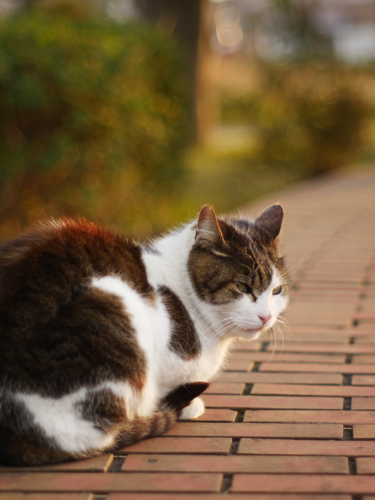 夕方