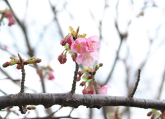 河津桜