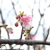 河津桜