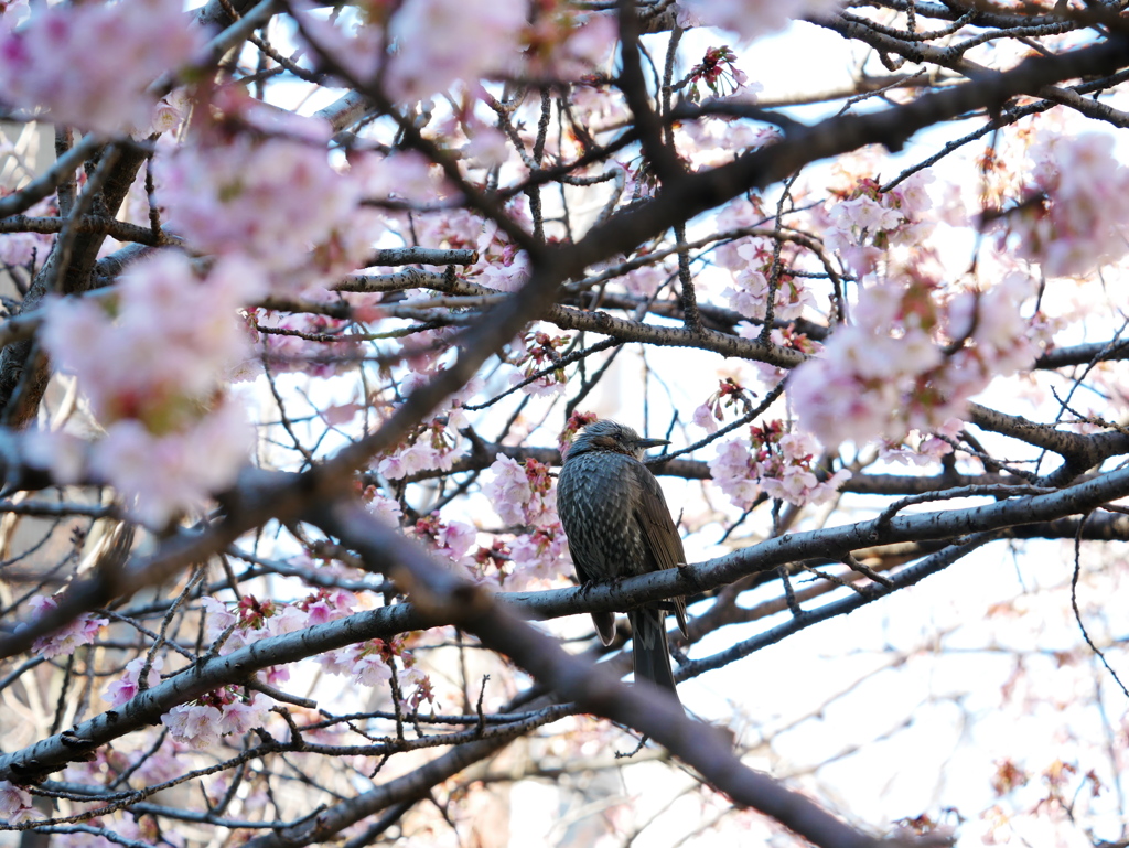 桜に囲まれて