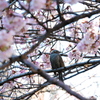 桜に囲まれて