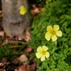 足元の黄色い花