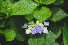雨上がりの紫陽花
