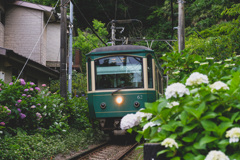 江ノ電と紫陽花