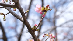 もうすぐ春だ
