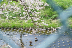春だ