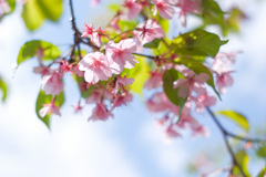 桜を見上げて