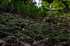 苔の魅力