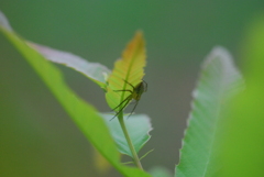 葉裏に隠れたクモ