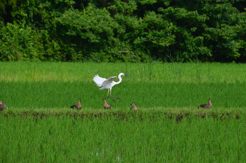 田んぼは野鳥の楽園