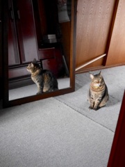 猫って面白い！