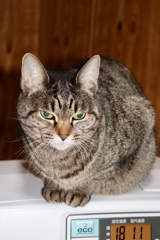 猫は、ファンヒーターがお好き！