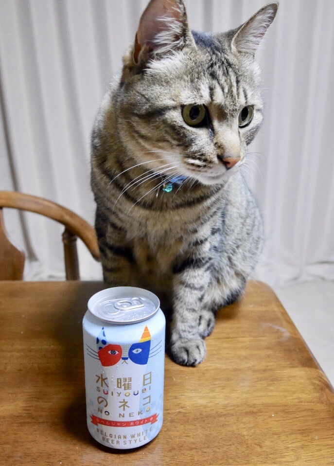 水曜日のネコ⁉︎