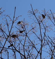 木の実を食べる鳥！