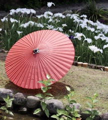 花菖蒲と和傘