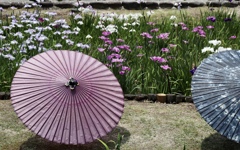 花菖蒲と和傘