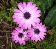 花三兄弟