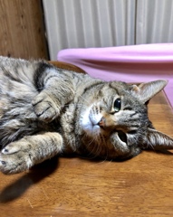 2/22  ニャンニャンニャン！