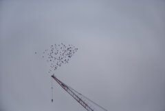 曇り空の鳥の群れ