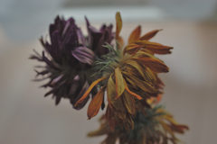 枯れ花