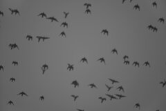 曇り空の鳥の群れ