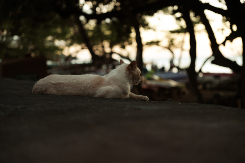 夕陽を眺める猫